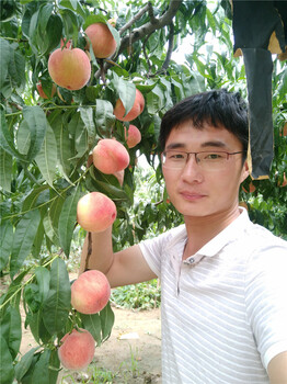 杏樹(shù)苗多少錢(qián)一棵，珍珠油杏苗杏樹(shù)苗多少錢(qián)一株