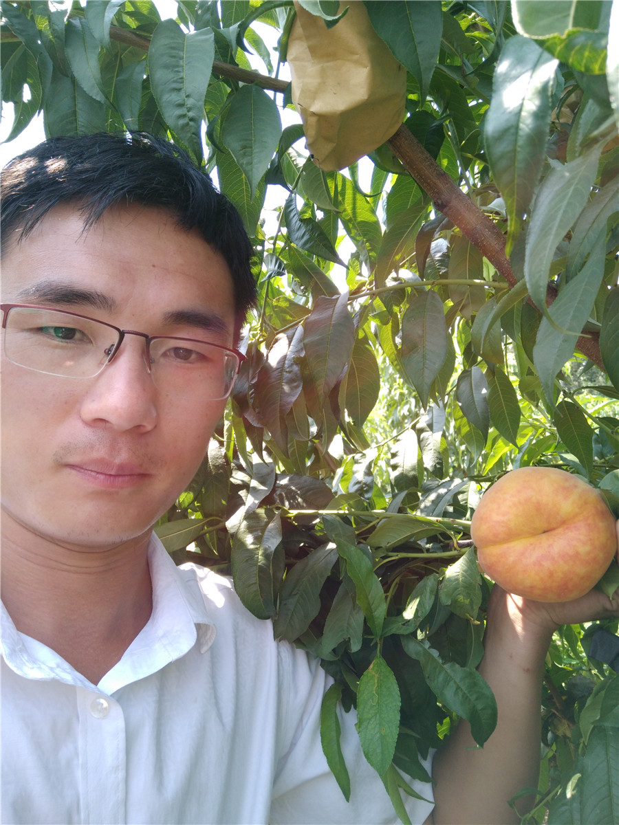 批發(fā)杏樹苗，珍珠油杏效益