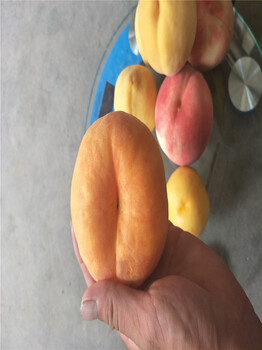 批發(fā)杏樹(shù)苗，珍珠油杏效益