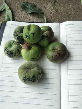 杏樹(shù)苗多少錢(qián)一棵，杏樹(shù)那個(gè)品種好