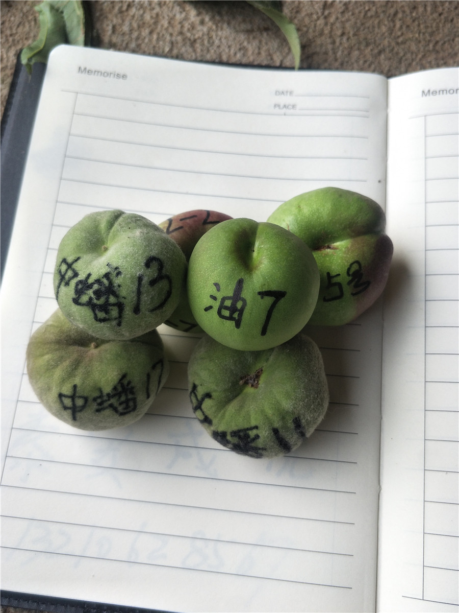 杏樹樹苗，杏樹新品種