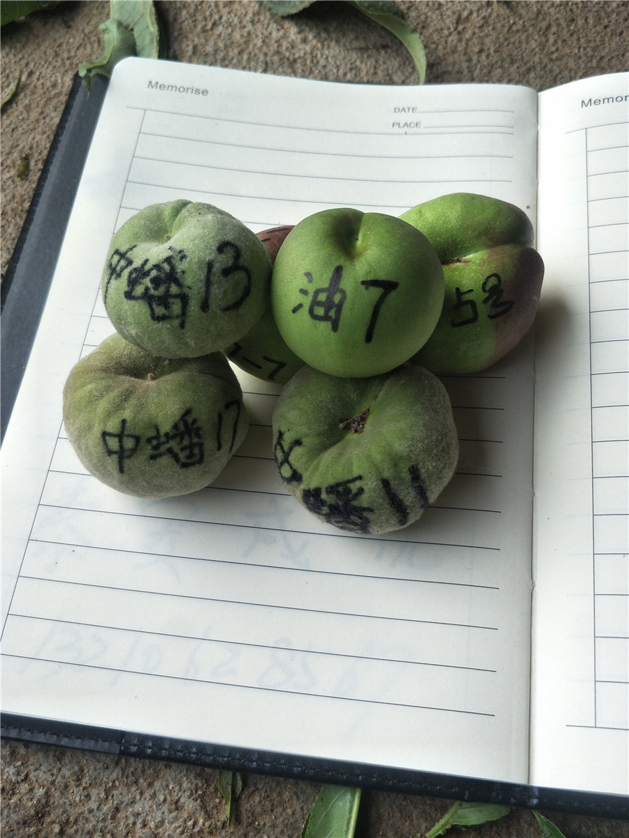 杏樹(shù)苗哪里有，杏樹(shù)那個(gè)品種好杏樹(shù)畝產(chǎn)多少斤