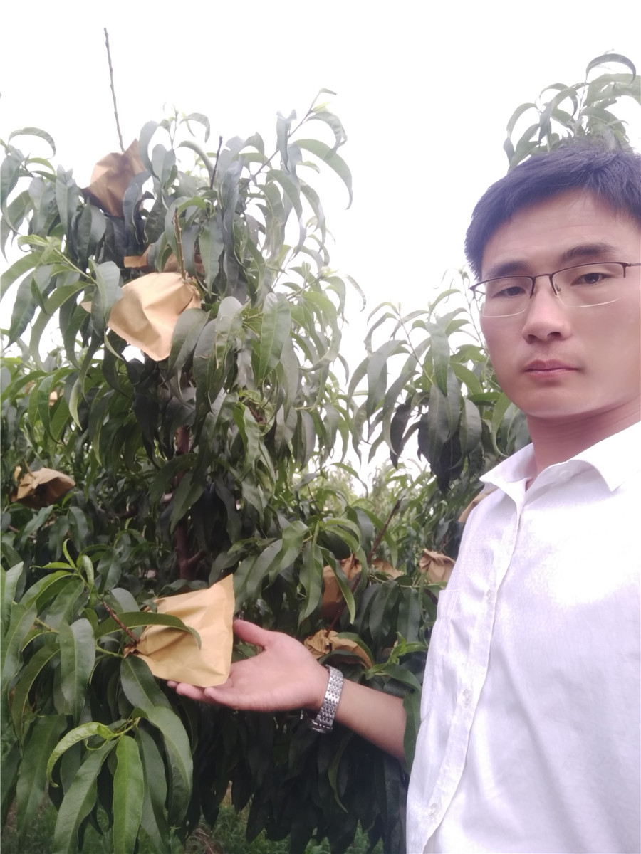 杏樹苗多少錢一棵，山東珍珠油杏苗