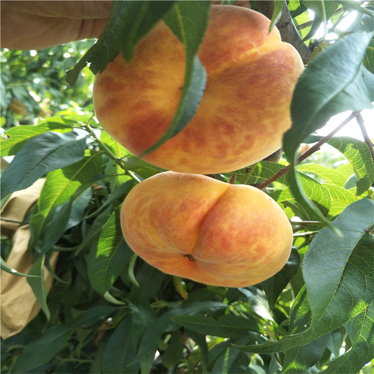 山東杏樹苗出售，哪里賣杏樹杏樹畝產(chǎn)多少斤