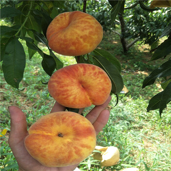 杏樹(shù)樹(shù)苗，杏樹(shù)哪個(gè)品種好