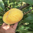 珍珠油杏树苗，杏树那个品种最好图片