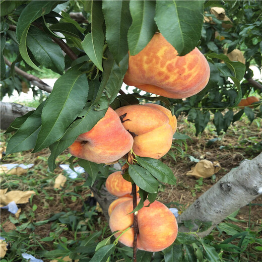 金太阳杏树苗，珍珠油杏产地
