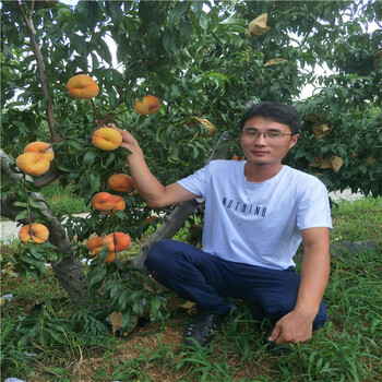 批發(fā)杏樹苗，珍珠油杏產地杏樹苗價格