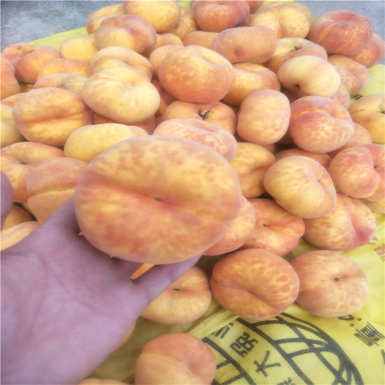 哪里有杏樹苗，5公分杏樹杏樹畝產(chǎn)多少斤