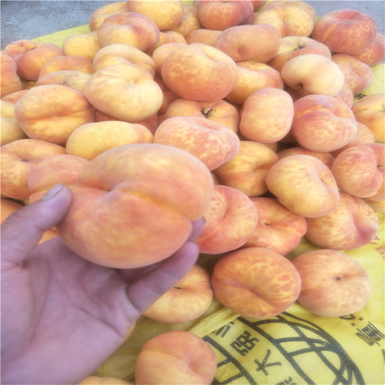 杏樹樹苗，珍珠油杏市場前景杏樹苗多少錢