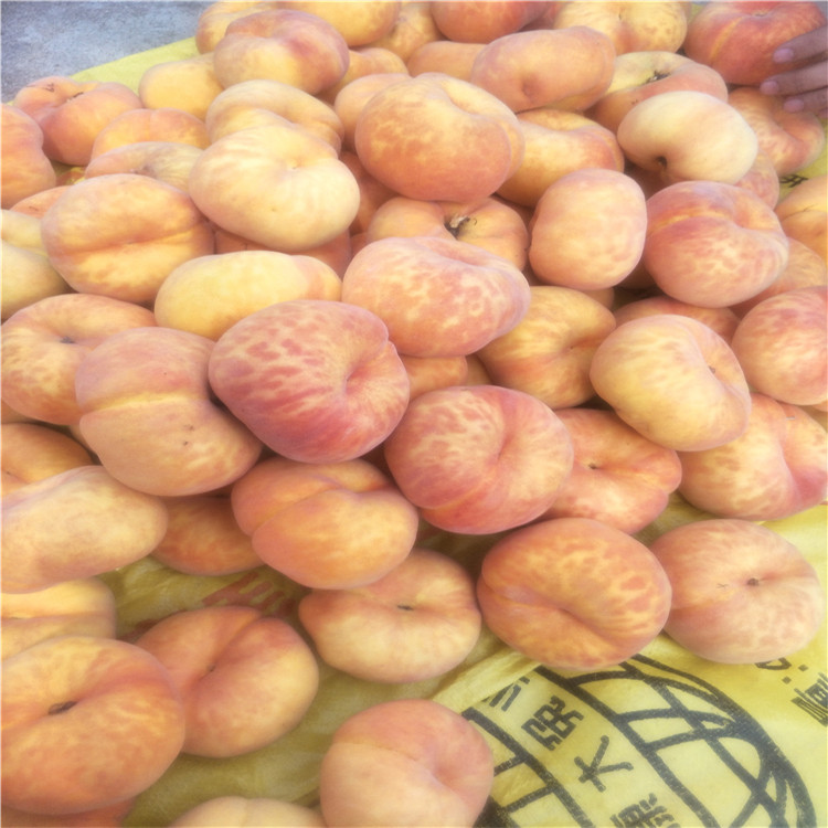 山東杏樹(shù)苗出售，杏樹(shù)苗杏樹(shù)苗價(jià)格