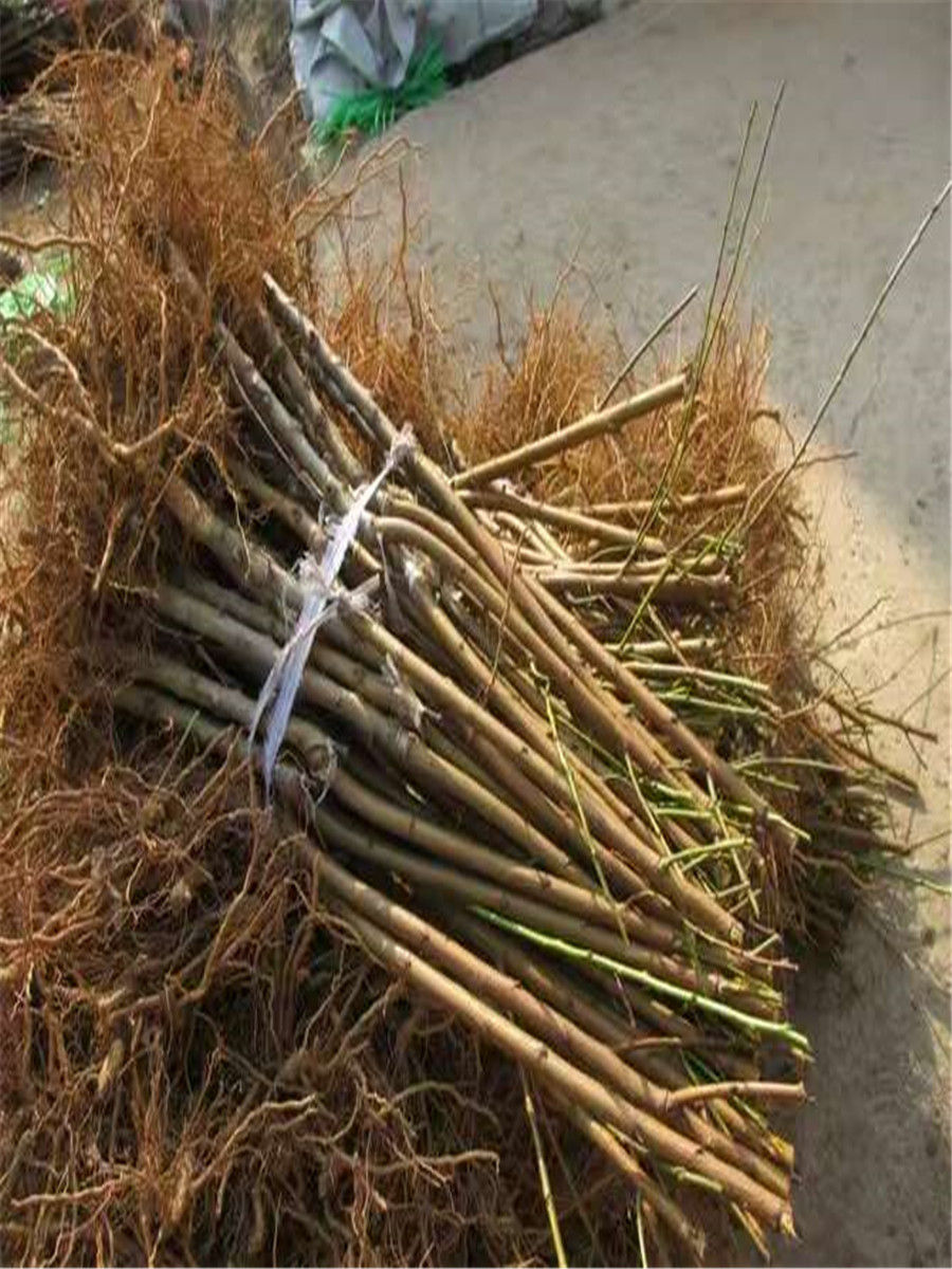 杏樹樹苗，珍珠油杏產(chǎn)地