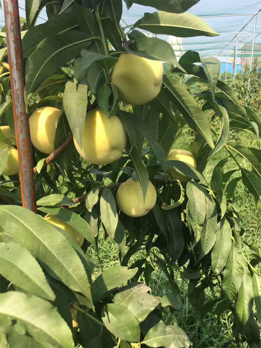 凱特杏樹苗，1公分珍珠油杏
