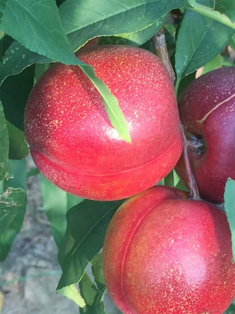凱特杏樹苗，珍珠油杏多少錢