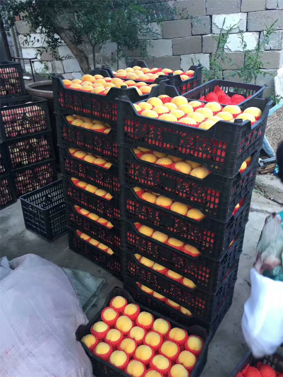 山东杏树苗出售，3公分珍珠油杏