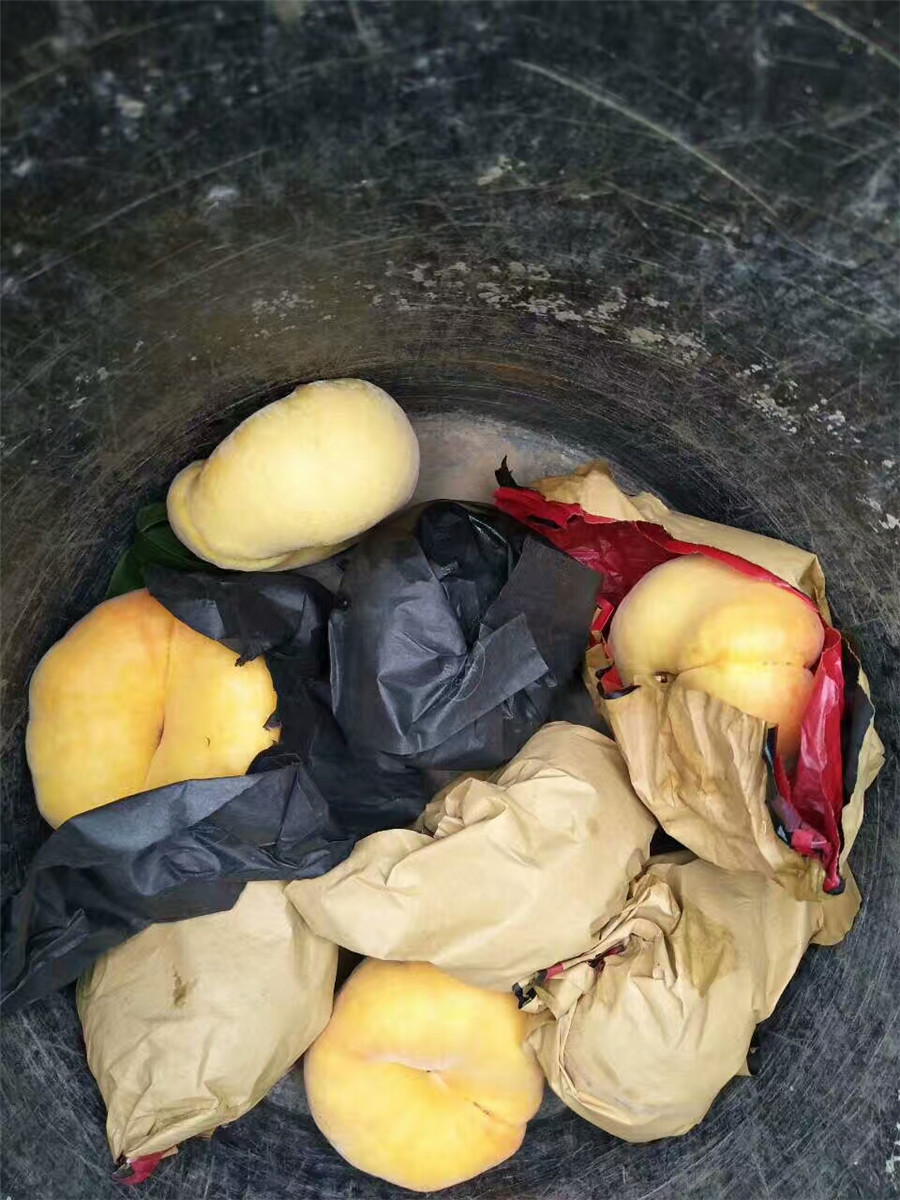 凱特杏樹苗，10公分杏樹價(jià)格