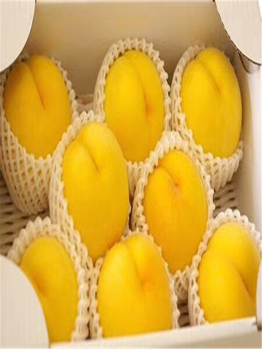 哪里有杏樹(shù)苗，2公分珍珠油杏杏樹(shù)苗基地