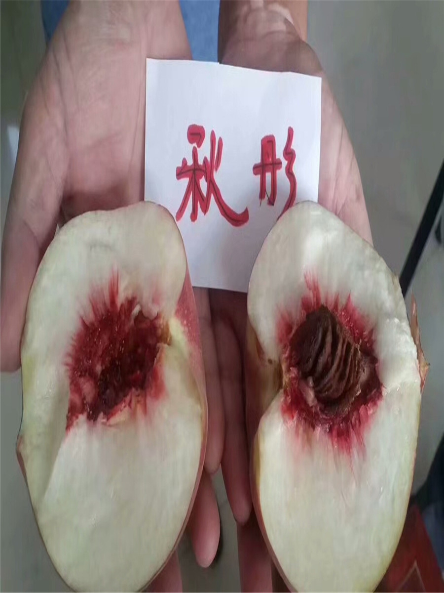 杏樹(shù)樹(shù)苗，杏樹(shù)苗杏樹(shù)哪個(gè)品種好
