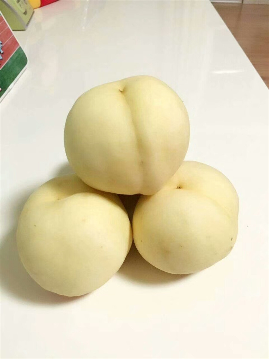 凱特杏樹苗，2017年珍珠油杏價格