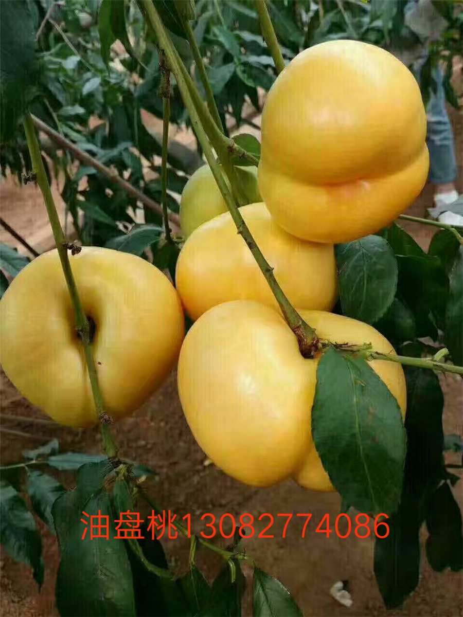 北京出售杏樹苗，珍珠油杏產(chǎn)地杏樹一棵多少錢