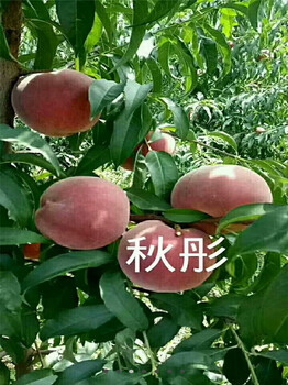 凱特杏樹(shù)苗，2017年珍珠油杏價(jià)格杏樹(shù)苗基地