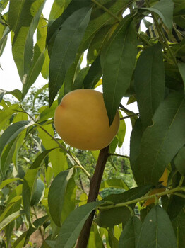 哪里出售银杏树苗，珍珠油杏价格杏树哪个品种好