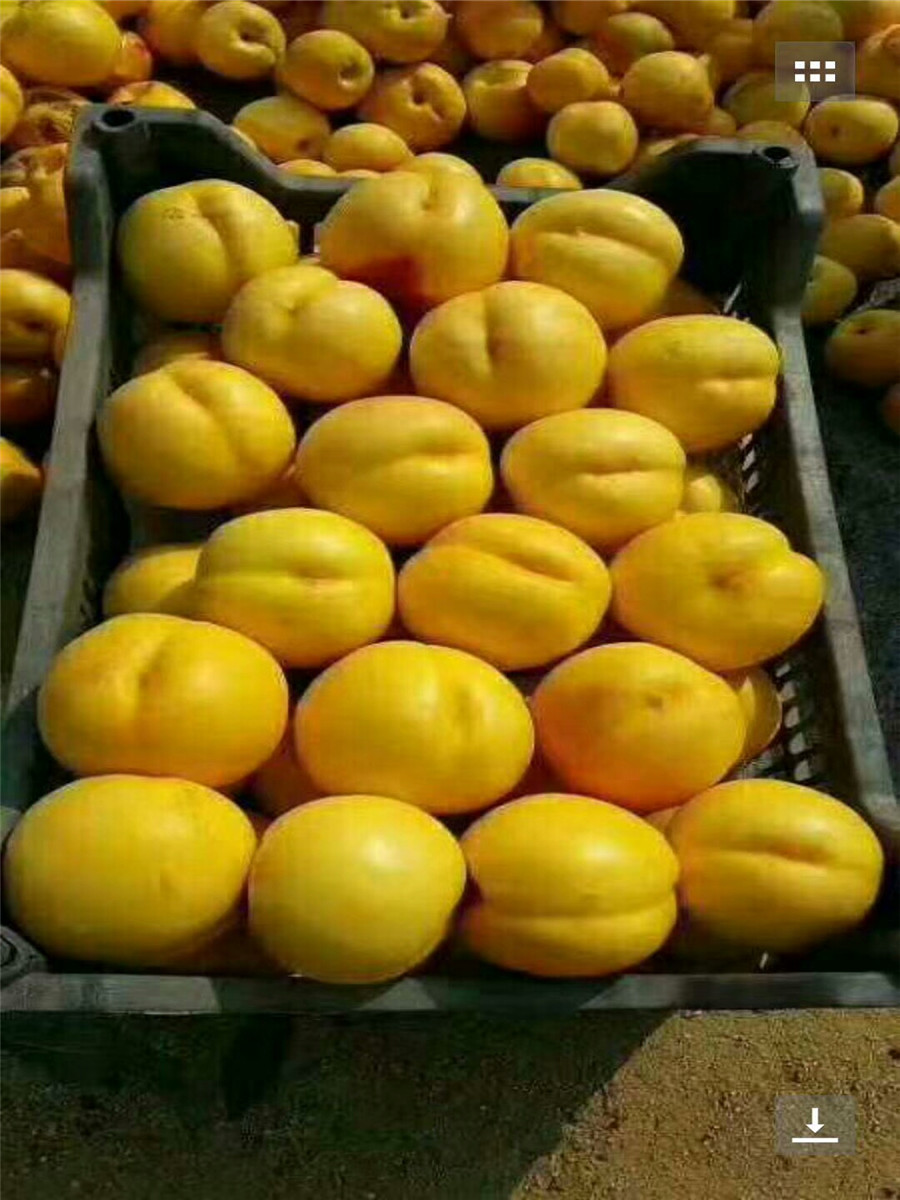 杏树多少钱一棵，珍珠油杏市场前景