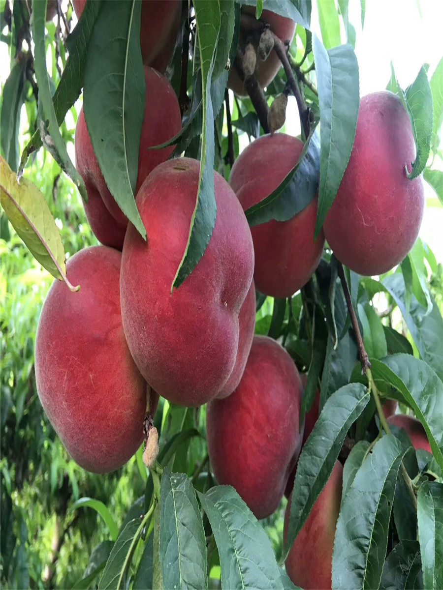 杏樹多少錢一棵，1公分珍珠油杏