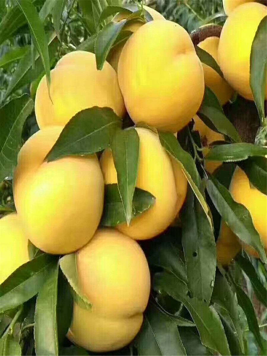 珍珠油杏树苗，2公分珍珠油杏