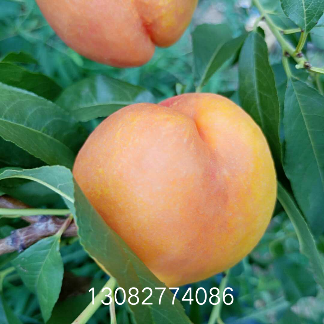 金太陽杏樹苗，1公分珍珠油杏杏樹哪個(gè)品種好