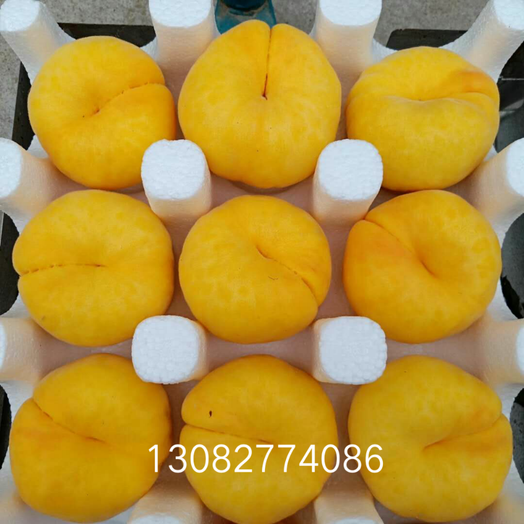 哪里批發(fā)杏樹(shù)苗，3公分珍珠油杏杏樹(shù)畝產(chǎn)多少斤