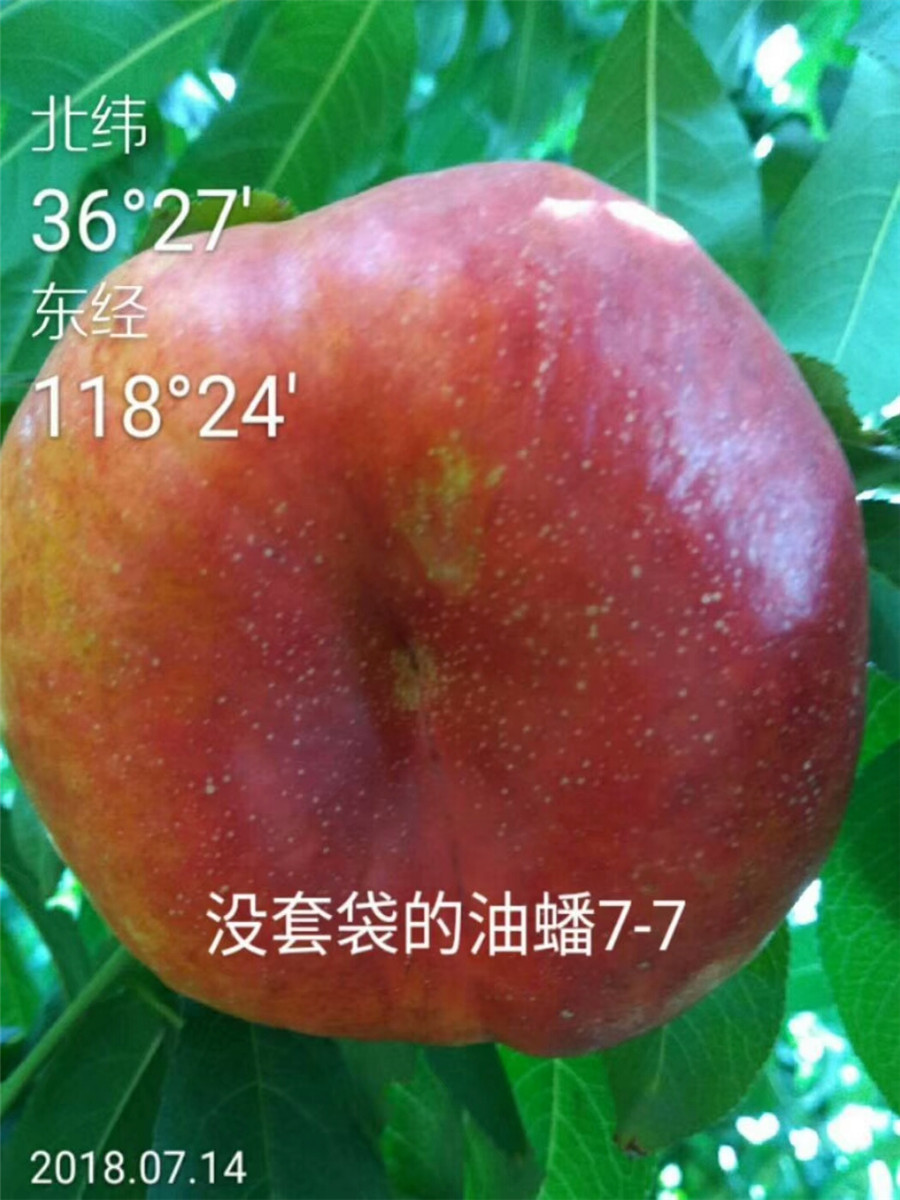 山东杏树苗出售，3公分珍珠油杏