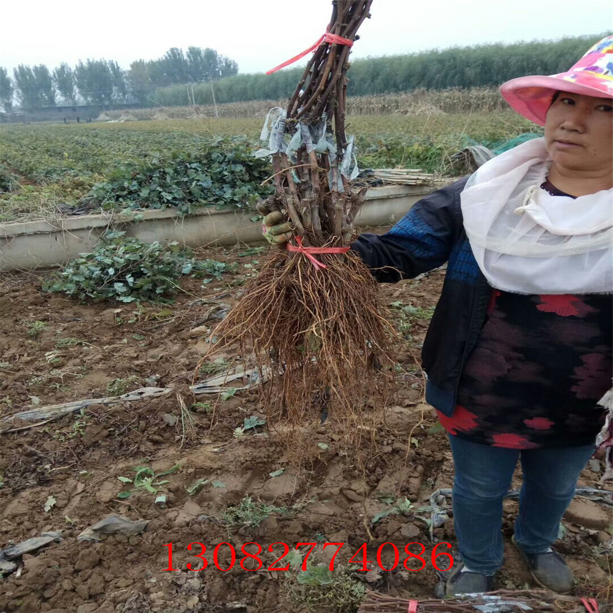 山东葡萄基地，葡萄苗几年结果