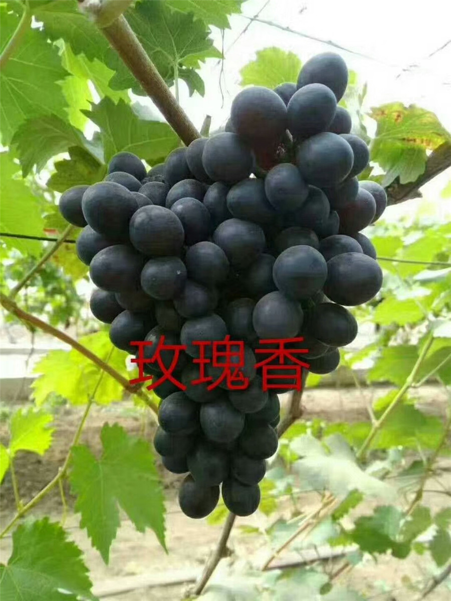 指葡萄苗，蓝宝石多少钱