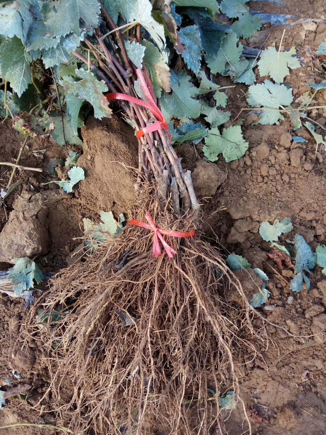 莱芜园林网 莱芜苗木 莱芜果树种苗 葡萄苗批发价格,葡萄苗多少钱