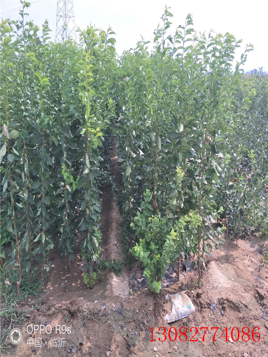 李子苗基地，清脆李子苗，2公分李子苗價格