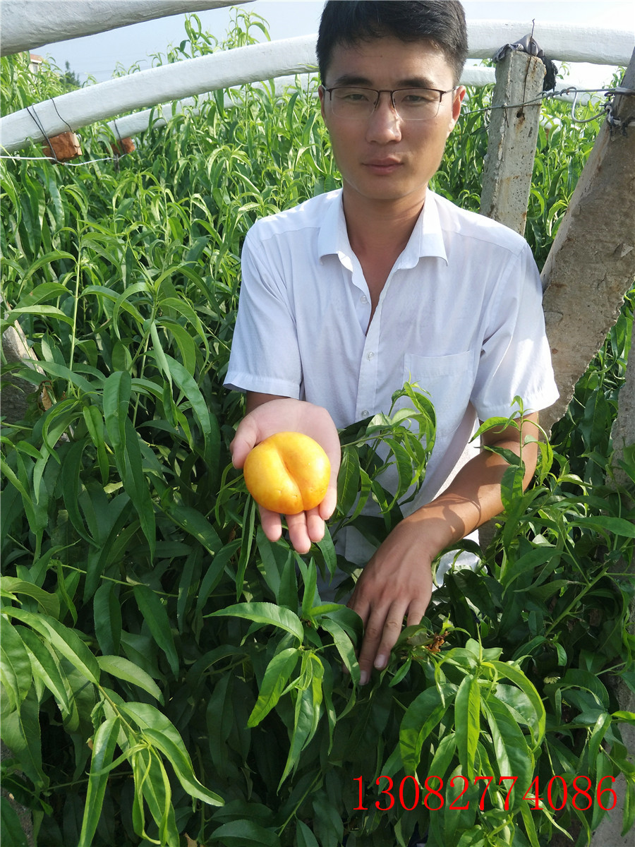 李子苗價格，李子苗價格