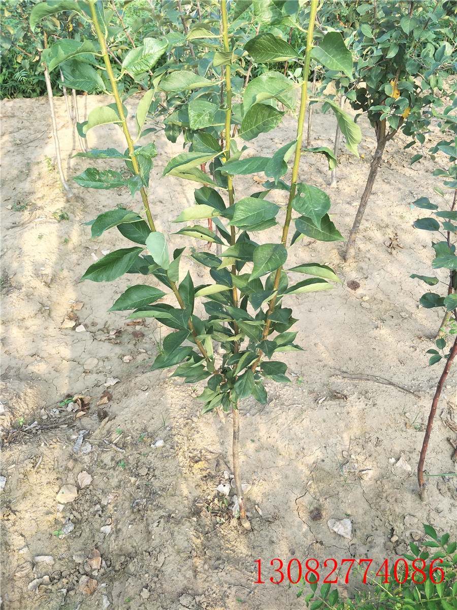 李子苗基地，2公分李子苗，李子小苗价格