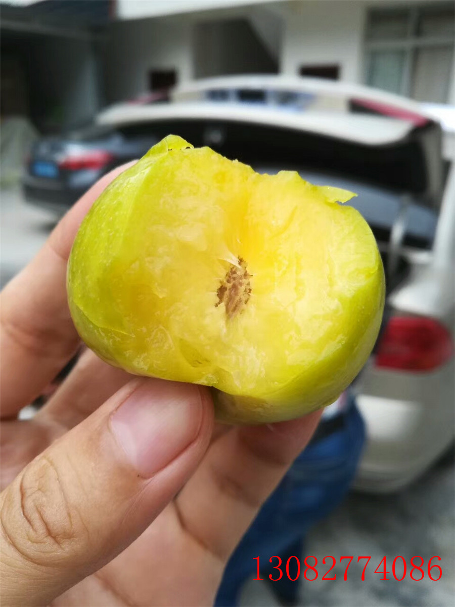 求購(gòu)李子苗，紅肉李子苗，李子樹(shù)