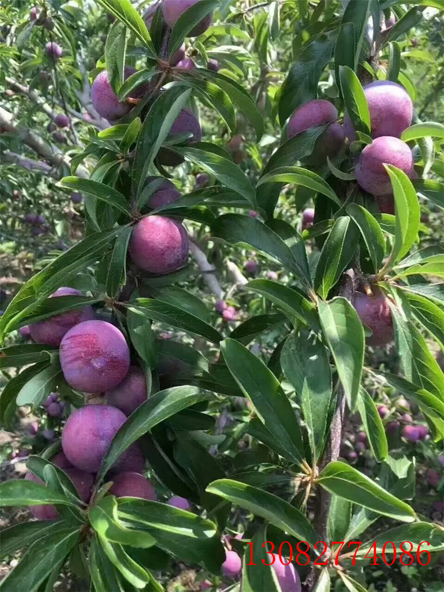 求购李子苗，秋红李子苗，李子苗多少钱