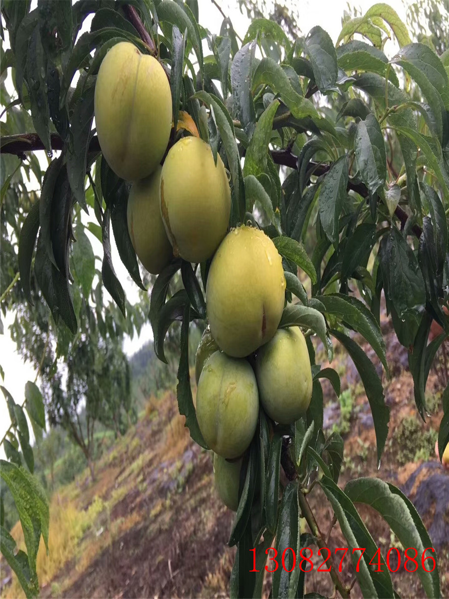 杏樹苗出售一株多少錢，批發(fā)杏樹小苗
