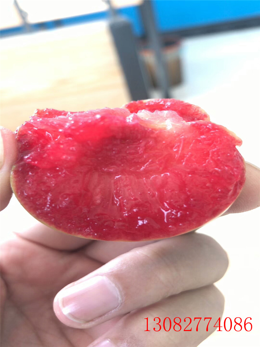 李子苗，供應(yīng)李子苗，李子苗多少錢一株