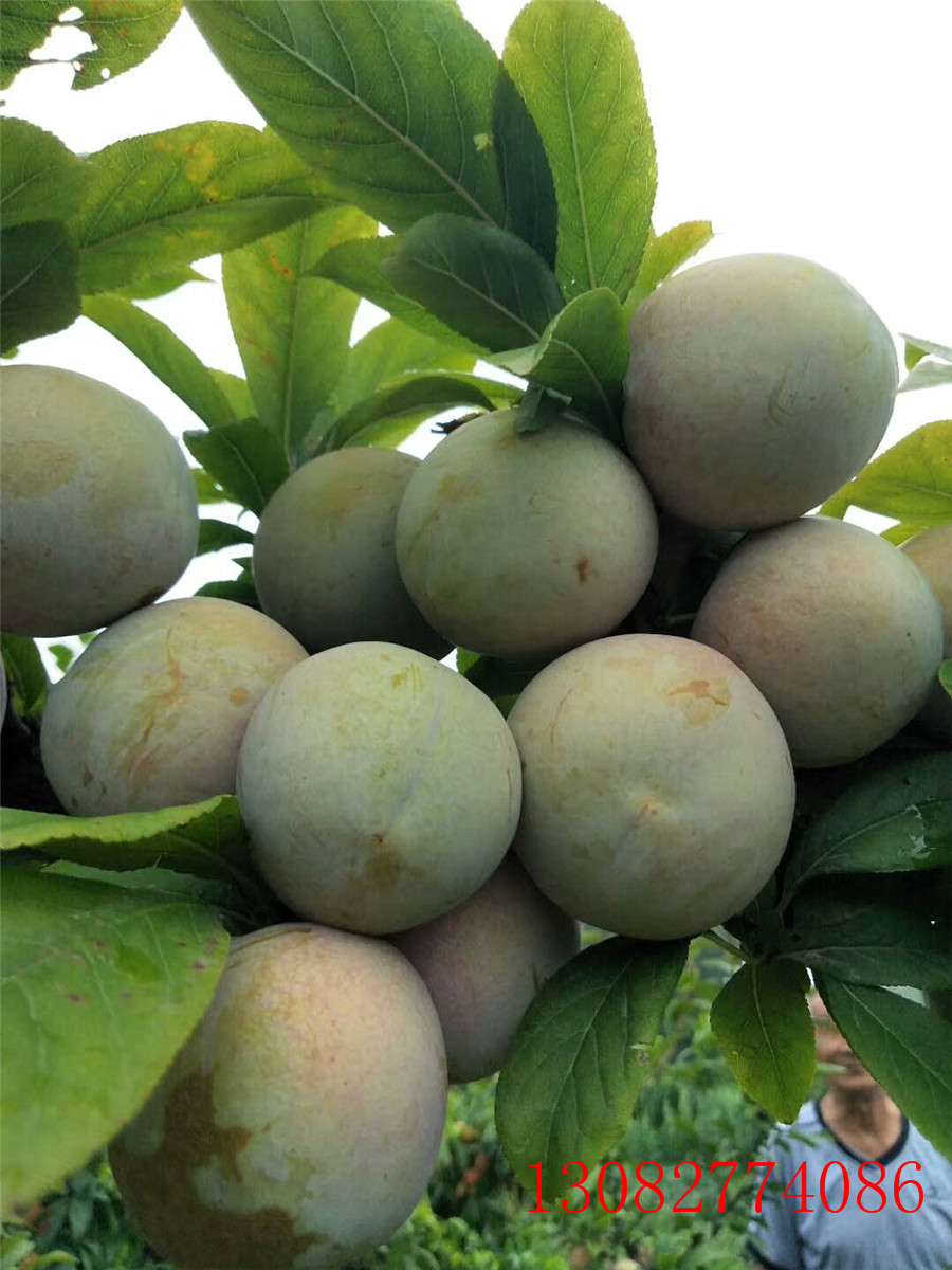 哪里賣杏樹(shù)苗價(jià)格二公分杏樹(shù)基地