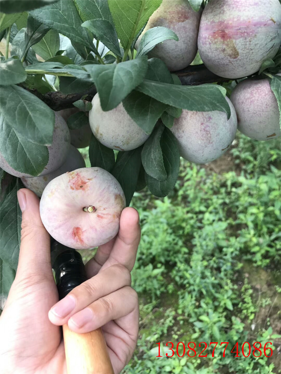哪里出售李子苗，3公分李子苗，李子小苗價格