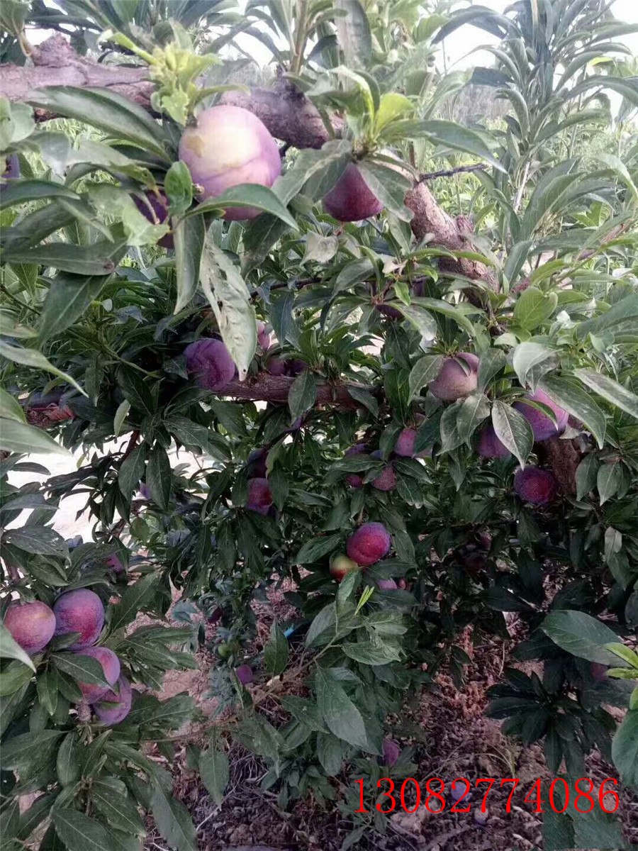 哪里出售李子苗，3公分李子苗，李子小苗價格