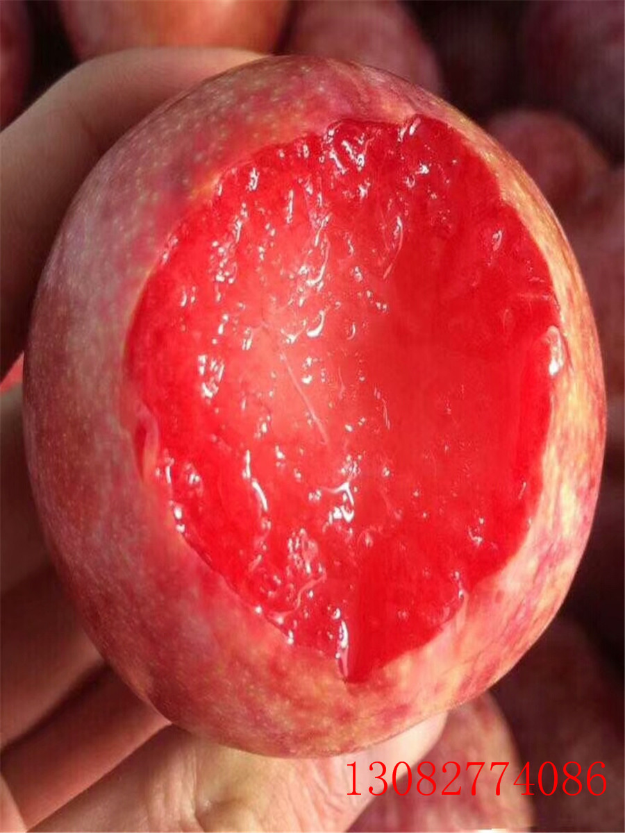 李子苗品種，蜂糖李子苗，李子苗那個(gè)品種好