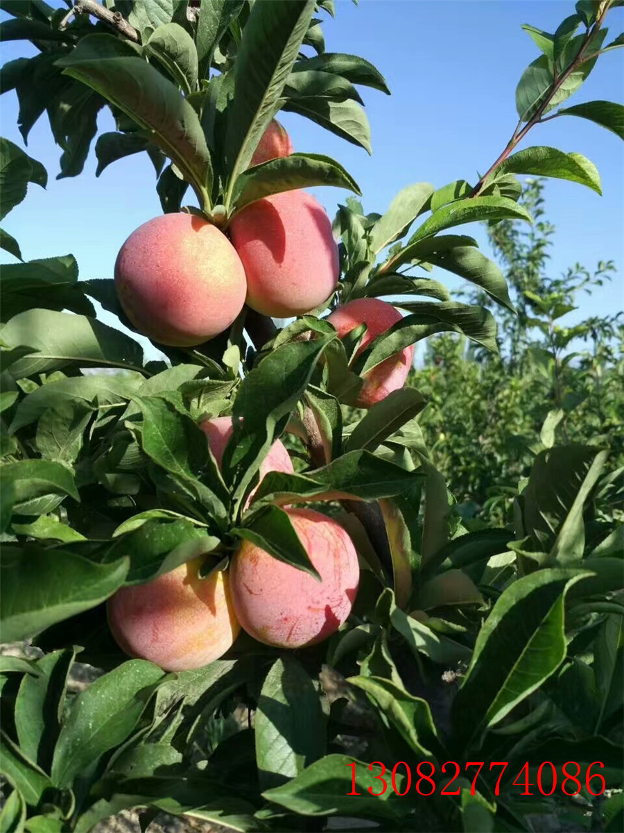 杏樹苗批發(fā) ，一公分杏樹基地