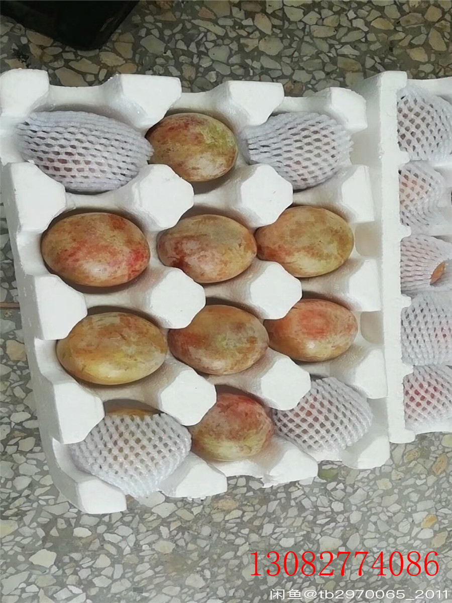 李子苗新品種，秋紅李子苗，李子苗新品種