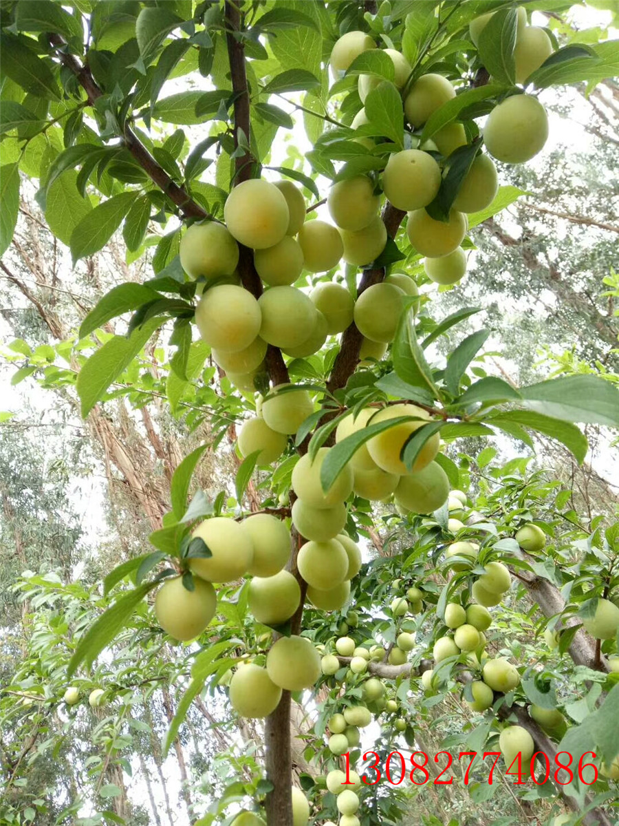 李子苗品種，供應(yīng)李子苗，李子苗供應(yīng)商
