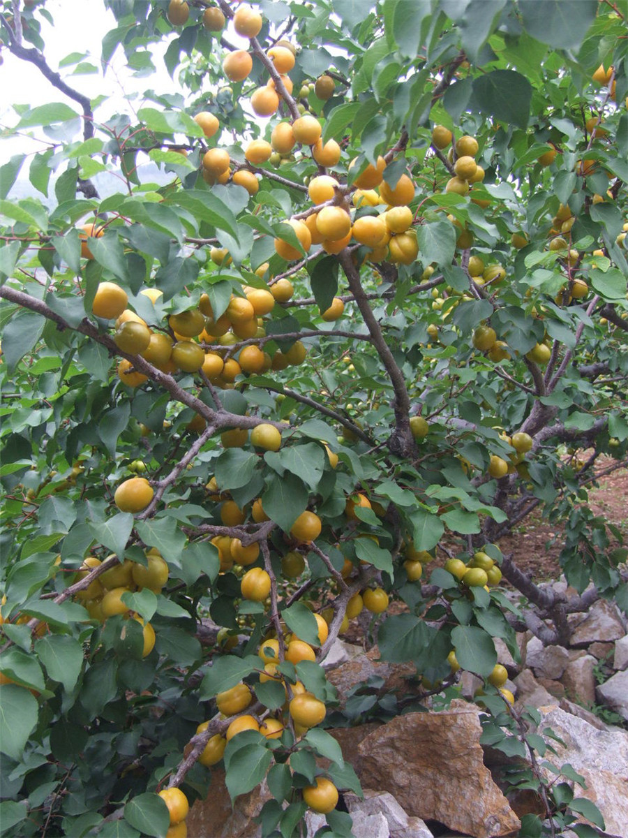 杏樹(shù)苗那個(gè)品種好，杏樹(shù)苗圖片